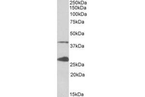 Staining of K562 lysate usingh UROD Antibody at 0. (UROD 抗体  (Internal Region))