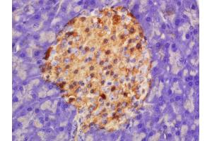 Formalin-fixed and paraffin embedded rat pancreas labeled with Rabbit Anti-HADHSC Polyclonal Antibody, Unconjugated  at 1:200 followed by conjugation to the secondary antibody and DAB staining (HADH 抗体  (AA 241-314))