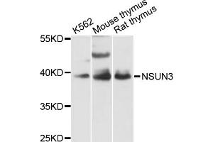 Western blot analysis of extracts of various cell lines, using NSUN3 antibody (ABIN6293410) at 1:3000 dilution.