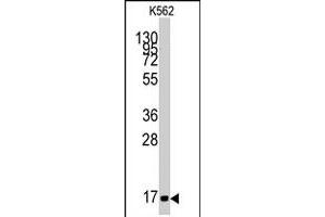 Western blot analysis of MGST1 polyclonal antibody  in K-562 cell line lysates (35 ug/lane). (MGST1 抗体  (Internal Region))