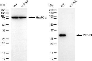 Western blotting analysis using PYCR1 antibody (ABIN7800078).