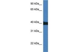 Image no. 1 for anti-Mitogen-Activated Protein Kinase 9 (MAPK9) (AA 40-89) antibody (ABIN6746530) (JNK2 抗体  (AA 40-89))