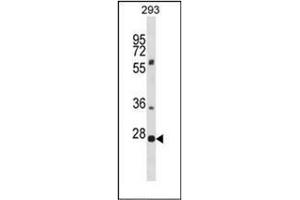 Western blot analysis of PLEKHF1 Antibody (N-term) in 293 cell line lysates (35ug/lane). (PLEKHF1 抗体  (N-Term))