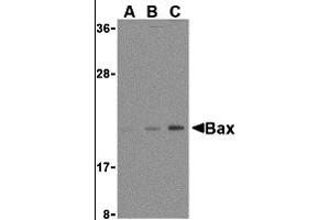 Western Blotting (WB) image for anti-BCL2-Associated X Protein (BAX) (N-Term) antibody (ABIN1031261) (BAX 抗体  (N-Term))