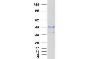 Validation with Western Blot (CD80 Protein (CD80) (Myc-DYKDDDDK Tag))