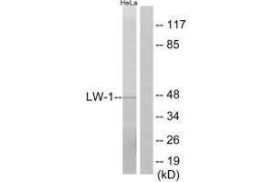 Western blot analysis of extracts from HeLa cells, using LW-1 antibody. (HSFX1 抗体  (N-Term))