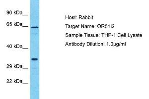 Western Blotting (WB) image for anti-Olfactory Receptor, Family 51, Subfamily I, Member 2 (OR51I2) (C-Term) antibody (ABIN2791827)