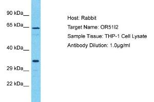 Host: Rabbit Target Name: OR51I2 Sample Type: THP-1 Whole Cell lysates Antibody Dilution: 1. (OR51I2 抗体  (C-Term))