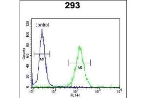 DZIP1 Antibody (Center) (ABIN652872 and ABIN2842565) flow cytometric analysis of 293 cells (right histogram) compared to a negative control cell (left histogram). (DZIP1 抗体  (AA 568-596))