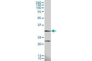 CCND2 MaxPab polyclonal antibody. (Cyclin D2 抗体  (AA 1-289))