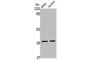 Western Blot analysis of K562 Jurkat cells using MRP-S35 Polyclonal Antibody