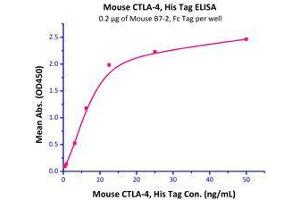 Immobilized Mouse B7-2, Fc Tag (Cat# CD6-M5251) at 5 μg/mL (100 µl/well),can bind Mouse CTLA-4, His Tag (Cat# CT4-M52H5) with a linear range of 0. (CTLA4 Protein (AA 36-162) (His tag))