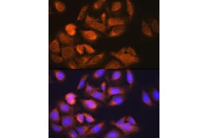 Immunofluorescence (IF) image for anti-Hexokinase 1 (HK1) antibody (ABIN7267638)