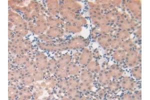 IHC-P analysis of Mouse Kidney Tissue, with DAB staining. (CS 抗体  (AA 174-428))