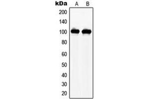 Western blot analysis of NAA15 expression in THP1 (A), HEK293 (B) whole cell lysates. (NAA15 抗体  (Center))