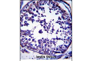 RAB5C Antibody (C-term) (ABIN657373 and ABIN2846420) immunohistochemistry analysis in formalin fixed and paraffin embedded human testis tissue followed by peroxidase conjugation of the secondary antibody and DAB staining. (Rab5c 抗体  (C-Term))