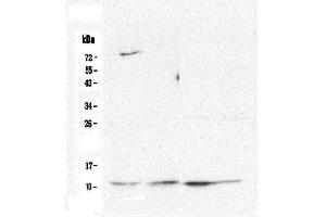 Western blot analysis of Cytochrome C using anti-Cytochrome C antibody (ABIN5693008).