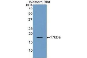 Western Blotting (WB) image for anti-Bone Morphogenetic Protein 6 (BMP6) (AA 375-513) antibody (ABIN1077868) (BMP6 抗体  (AA 375-513))