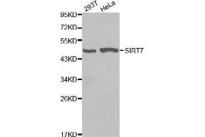 Western blot analysis of 293T cell and Hela cell lysate using SIRT7 antibody. (SIRT7 抗体  (AA 201-400))