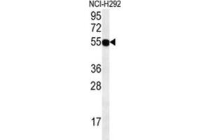 Western Blotting (WB) image for anti-Zinc Finger Protein 492 (ZNF492) antibody (ABIN2995742) (ZNF492 抗体)