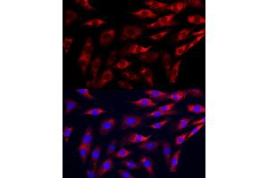 Immunofluorescence (IF) image for anti-Guanidinoacetate N-Methyltransferase (GAMT) (AA 1-236) antibody (ABIN6140950)