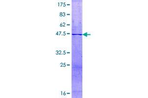 Image no. 1 for Peptidoglycan Recognition Protein 1 (PGLYRP1) (AA 1-196) protein (GST tag) (ABIN1314818)