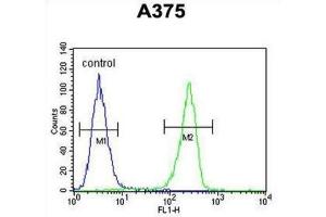 Flow Cytometry (FACS) image for anti-Lumican (LUM) antibody (ABIN3003325) (LUM 抗体)