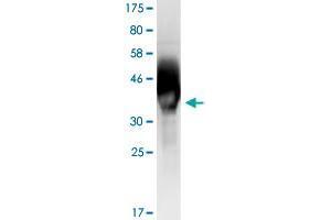 Image no. 2 for CD276 (CD276) (AA 28-238) protein (His-DYKDDDDK-Strep II Tag) (ABIN1348594)