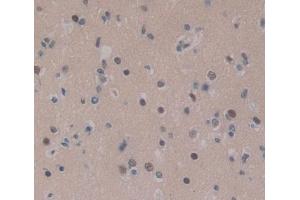 Used in DAB staining on fromalin fixed paraffin- embedded brain tissue (CEBPD 抗体  (AA 51-252))