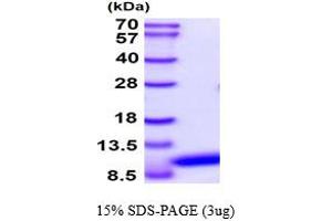 SDS-PAGE (SDS) image for Vesicle-Associated Membrane Protein 3 (VAMP3) (AA 1-77) protein (ABIN667721) (VAMP3 Protein (AA 1-77))