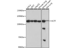 Western blot analysis of extracts of various cell lines, using HLTF Rabbit mAb (ABIN7267600) at 1:1000 dilution. (HLTF 抗体)