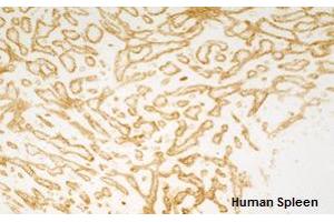 Immunohistochemistry detection of endogenous TIE-2 in cryo sections of human spleen using anti-TIE-2 (human), mAb (tek2) .