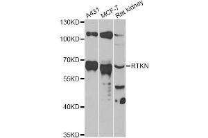 Western blot analysis of extracts of various cell lines, using RTKN antibody. (Rhotekin 抗体)