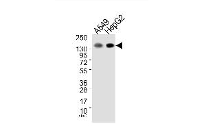 Western blot analysis of extracts from A549 cells (Lane 1) and HepG2 cells (Lane 2), using EGFR (Ab-1172) Antibody. (EGFR 抗体)