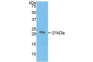 Western blot analysis of recombinant Mouse SPB. (SFTPB 抗体  (AA 20-193))