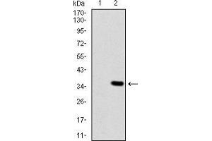 Western blot analysis using CSPG4 mAb against HEK293 (1) and CSPG4 (AA: 2247-2308)-hIgGFc transfected HEK293 (2) cell lysate.