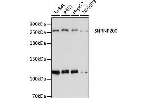 Western blot analysis of extracts of various cell lines, using SNRNP200 antibody (ABIN6133390, ABIN6148204, ABIN6148205 and ABIN6221689) at 1:3000 dilution. (SNRNP200 抗体  (AA 1947-2136))