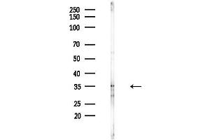 Western blot analysis of lysates from Mouse testis, using c-Maf Antibody at 1/1000 dilution.