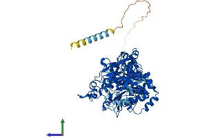Protein Structure (PS) image for UDP-N-Acetyl-alpha-D-Galactosamine:polypeptide N-Acetylgalactosaminyltransferase 2 (GalNAc-T2) (GALNT2) (AA 1-571) protein (His tag) (ABIN7553971)