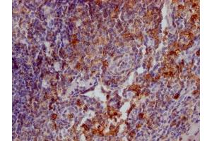 IHC image of ABIN7127394 diluted at 1:100 and staining in paraffin-embedded human tonsil tissue performed on a Leica BondTM system. (Recombinant SELPLG 抗体)