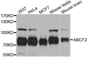 Western blot analysis of extracts of various cell lines, using ABCF2 antibody.