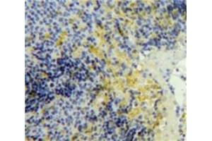 Used in DAB staining on fromalin fixed paraffin-embedded Spleen tissue (PF4 抗体  (AA 25-105))