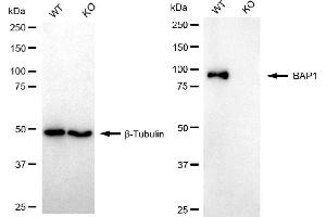 Western blotting analysis using BAP1 antibody (ABIN7797785).