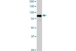 Western Blotting (WB) image for anti-Sp1 Transcription Factor (SP1) (AA 89-199) antibody (ABIN598936) (SP1 抗体  (AA 89-199))