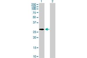 Western Blot analysis of NPM2 expression in transfected 293T cell line by NPM2 MaxPab polyclonal antibody. (NPM2 抗体  (AA 1-214))