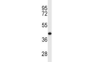 MCL1 antibody western blot analysis in Y79 lysate. (MCL-1 抗体  (AA 217-245))