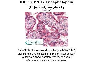 Image no. 1 for anti-Opsin 3 (OPN3) (Internal Region) antibody (ABIN1737653) (OPN3 抗体  (Internal Region))