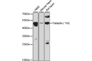Western blot analysis of extracts of various cell lines, using Tafazzin / TAZ antibody (ABIN6128849, ABIN6148874, ABIN6148876 and ABIN6216460) at 1:3000 dilution. (TAZ 抗体  (AA 174-248))