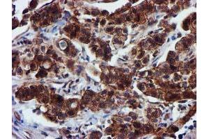 Image no. 8 for anti-Epsin 2 (EPN2) antibody (ABIN1498051) (Epsin 2 抗体)