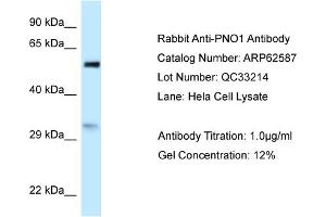 Western Blotting (WB) image for anti-Partner of NOB1 Homolog (PNO1) (N-Term) antibody (ABIN2789185) (PNO1 抗体  (N-Term))
